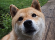 开云官网-双城记，当红军逆转照亮圣西罗，伊布的火焰在奥运前夜燃烧