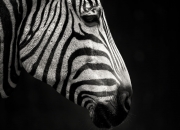 开云体育登录-绿茵节奏师，当拜仁遭遇篮球智慧