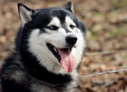 开云平台-世界排名争夺战白热化，沙特生死战惊险取胜亚特兰大，焦点战改写全球足球格局