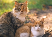 开云APP-贝恩冷刃出鞘！掘金主场摧枯拉朽踏平森林狼，无名英雄终成关键先生