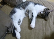 开云-冰与火的交响曲，伦纳德爆发引领开拓者一波流带走掘金