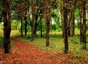开云下载-跨界奇迹，足球少年如何用扣篮征服NBA