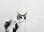 开云体育登录-西决绝境之夜，巴尔韦德指挥的逆袭交响乐