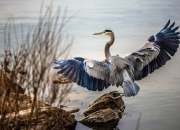 开云体育app-跨越五年的遥望，当森林狼横扫老鹰，伦纳德早已成为关键先生