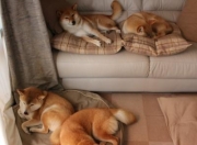 开云体育中国-血肉对钢钉，当莱比锡红牛的无解巴雷拉，撞碎尤文图斯的优雅防线