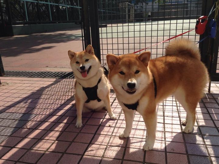 平行宇宙的哨响,当底特律齿轮转动山西的黄土