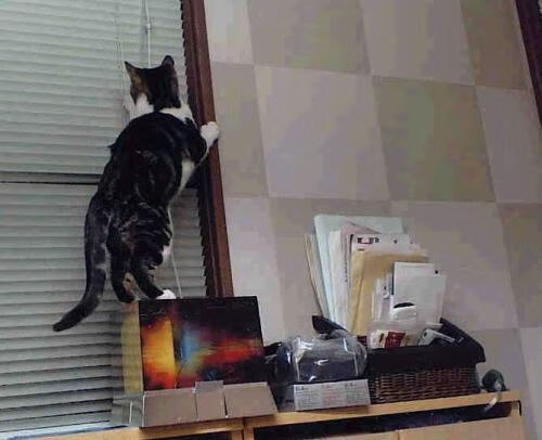 当世无双的磐石，戈贝尔在年度焦点之夜的绝对统治