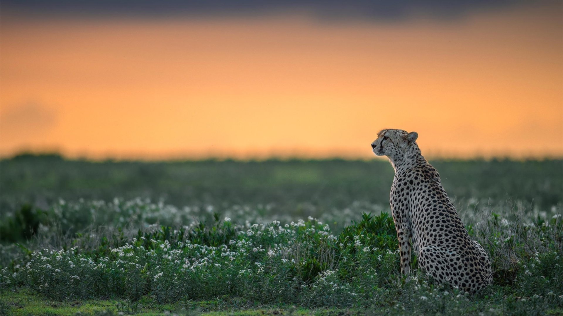 临界点，F1揭幕战的毫秒对决与爵士击溃马刺的战术准备