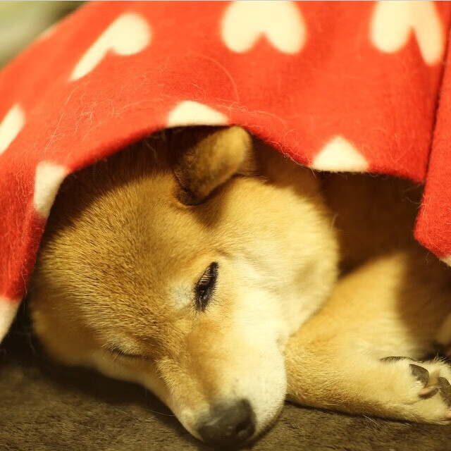 阴影笼罩战场，浓眉在排名争夺夜的统治性宣言