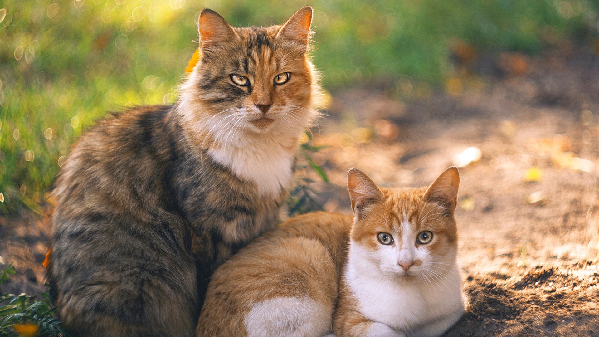 贝恩冷刃出鞘!掘金主场摧枯拉朽踏平森林狼,无名英雄终成关键先生