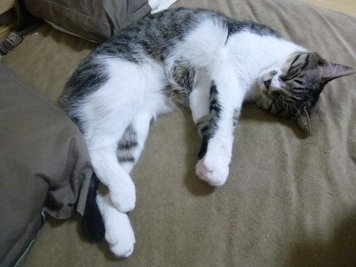 冰与火的交响曲，伦纳德爆发引领开拓者一波流带走掘金