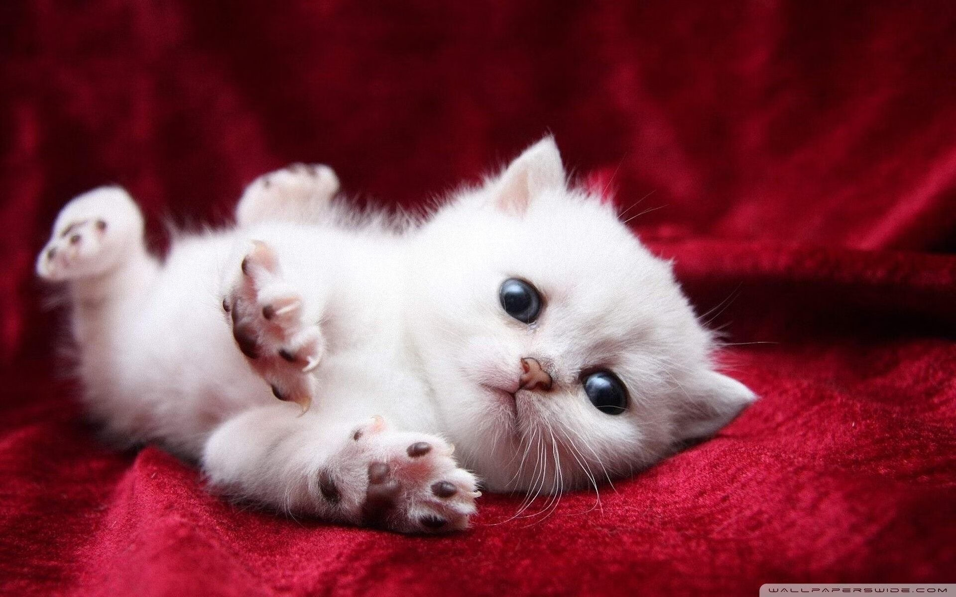 导演式逆转，恩比德末节19分，一人斩落黄蜂