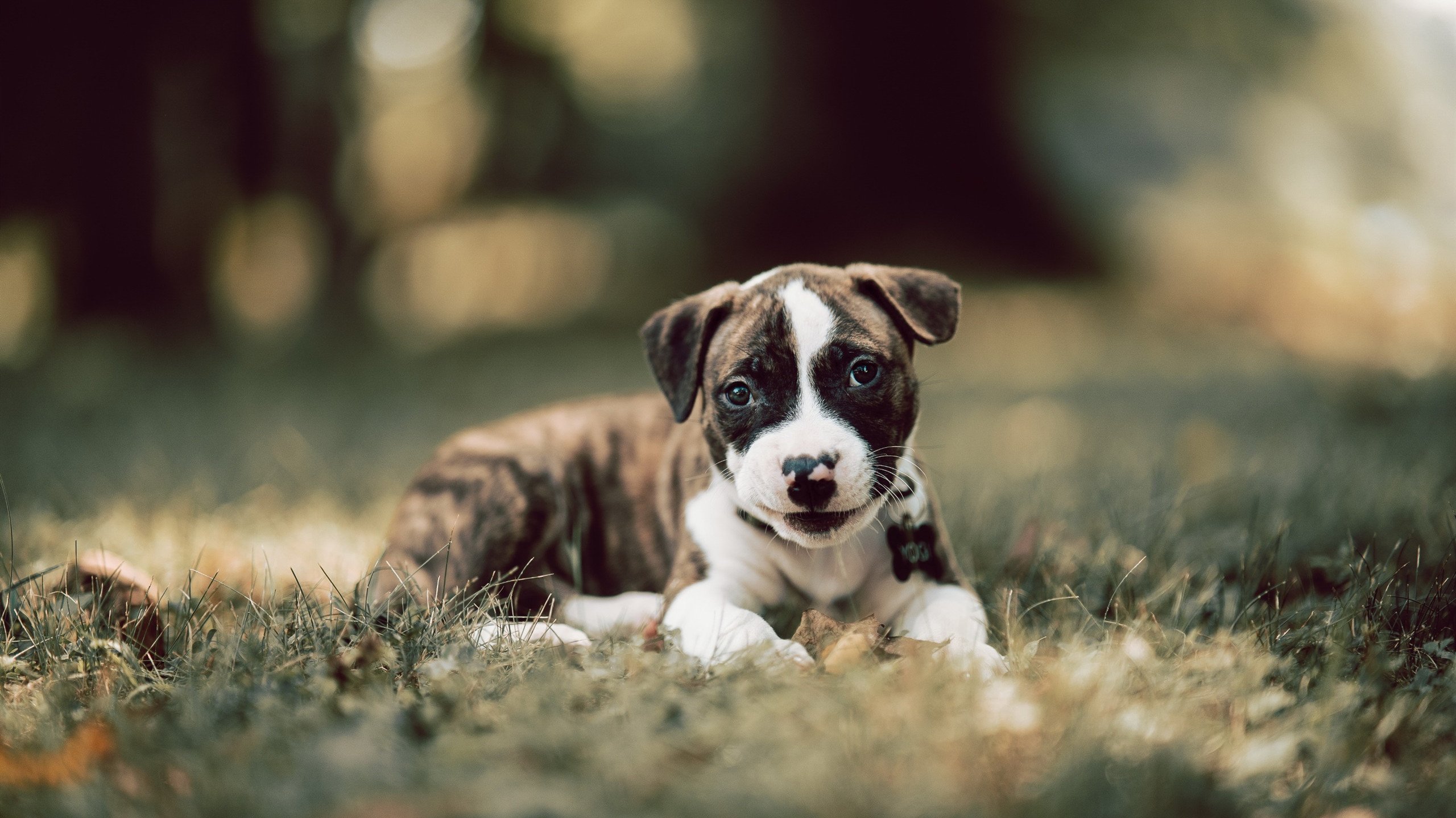 大堡礁防线对塞纳河星光，莱万一战封神的南半球宣言