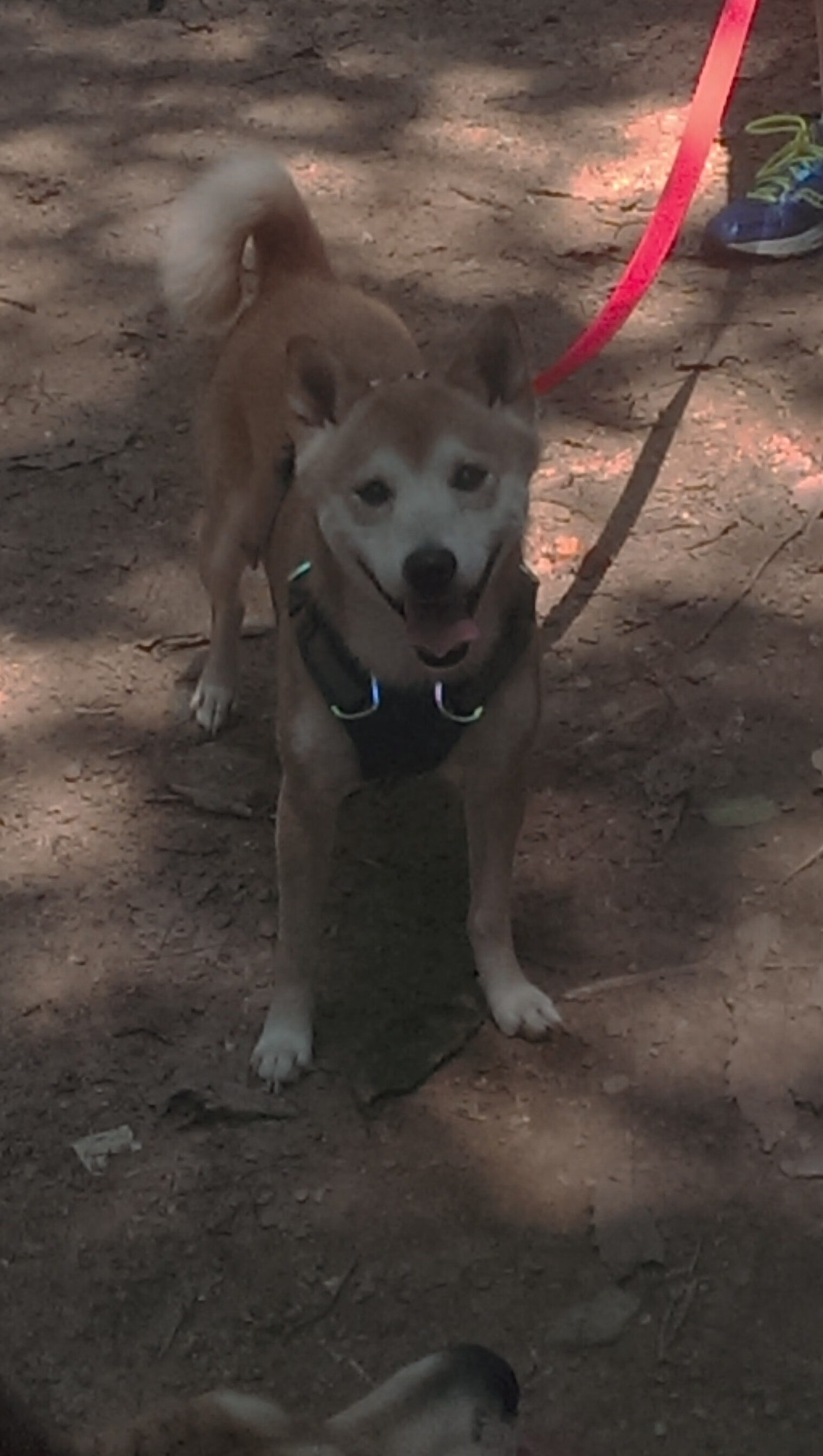 从质疑到传奇,武切维奇的破局之夜,猛龙爆冷掀翻广东王朝