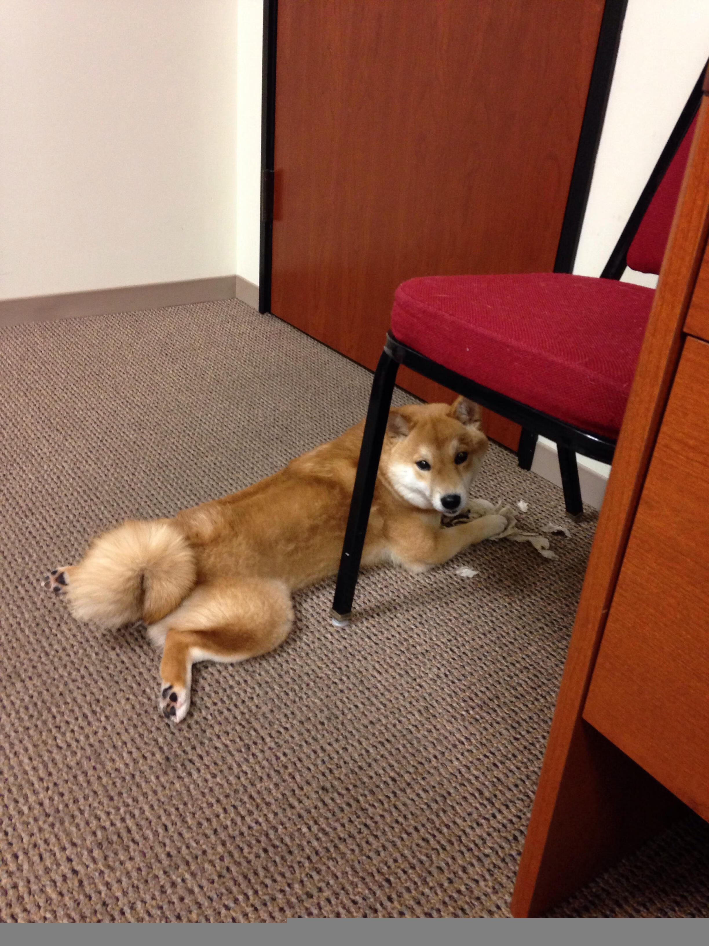 东西方篮球碰撞,从灰熊横扫浙江到恩比德的国际赛场统治