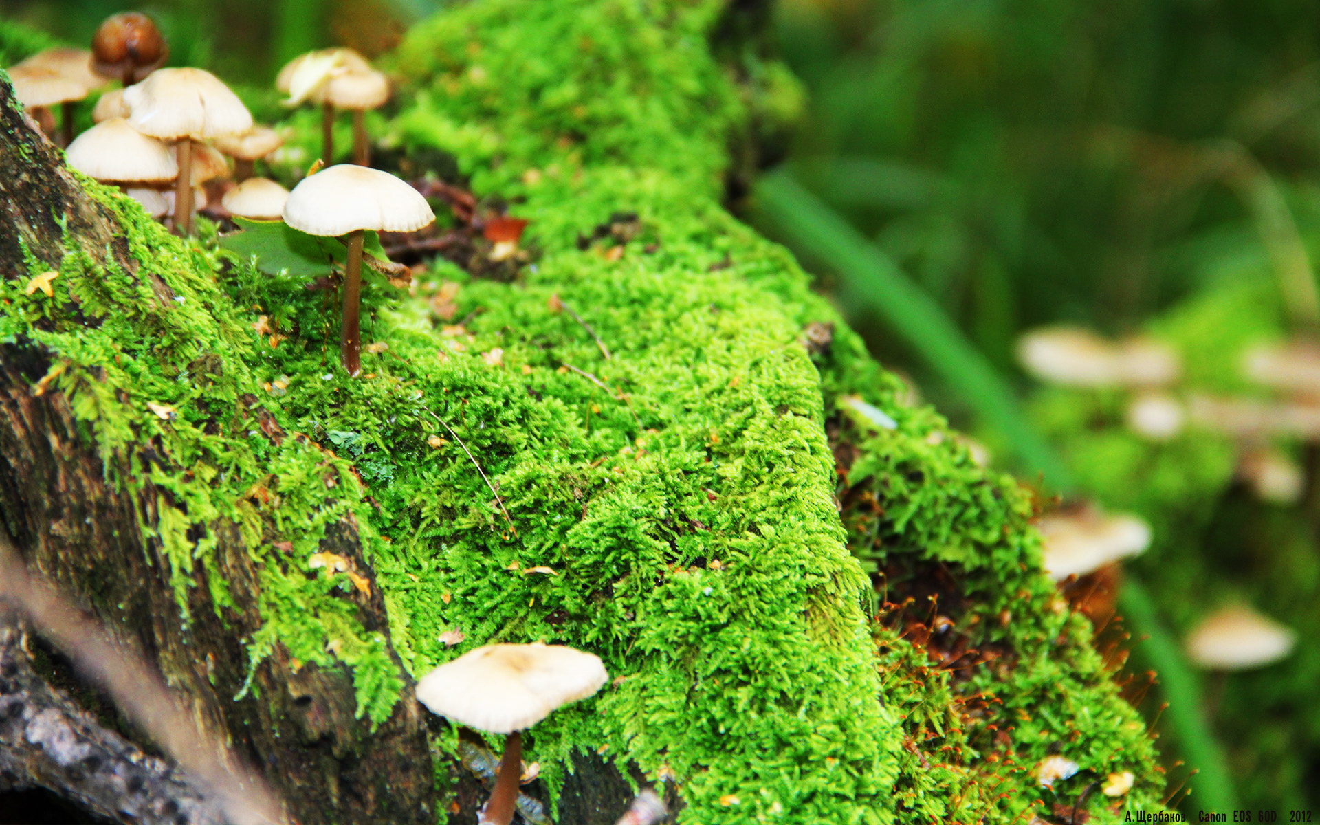 阿尔瓦雷斯关键时刻爆发，连续得分助玻利维亚历史性战胜丹麦