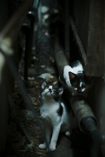 主动请缨的锁匠,当东契奇不再微笑,活塞的引擎彻底熄火